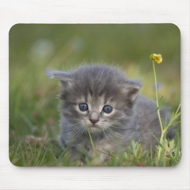 Personalised Cute Kitten Mouse Mat (Front)