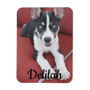 Personalised Dog   Pet Photo  Magnet