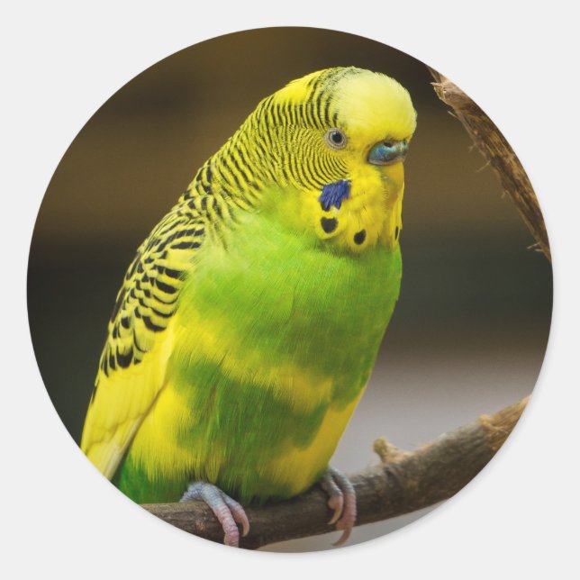 Personalised English Budgie Parakeet Classic Round Sticker (Front)