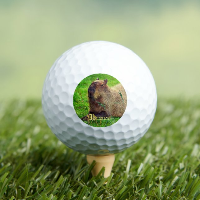 Personalised Fun Capybara Animal Golf Balls (Insitu Tee)