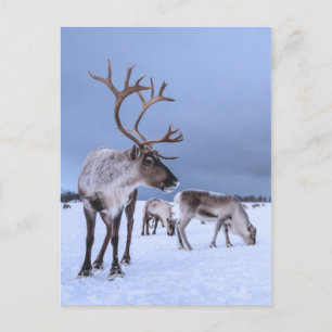 Personalised Grazing Reindeer Photo Postcard