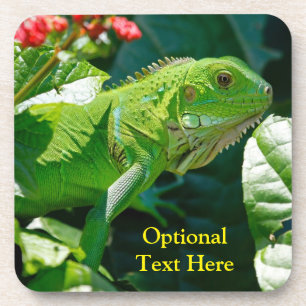 Personalised Green Iguana Lizard Coaster