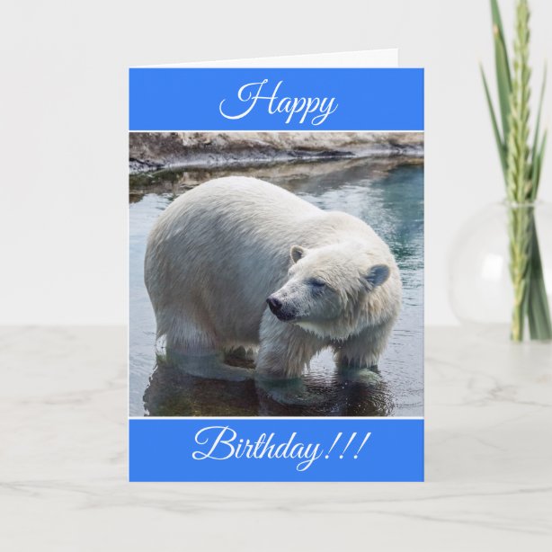 Polar Bear Cards | Zazzle UK