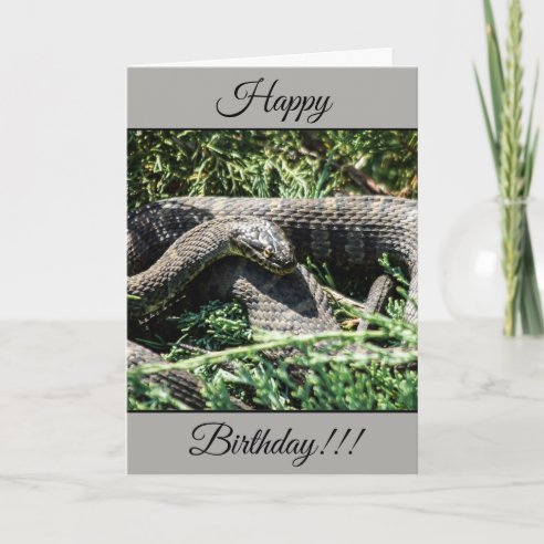Snake Birthday Cards | Zazzle UK