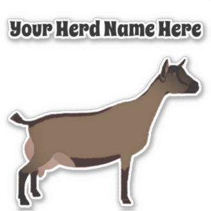 Personalised Nigerian Dwarf Dairy Goat