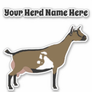 Personalised Nigerian Dwarf Dairy Goat