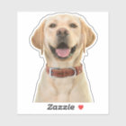 Personalised Pet Photo Car Window Sticker