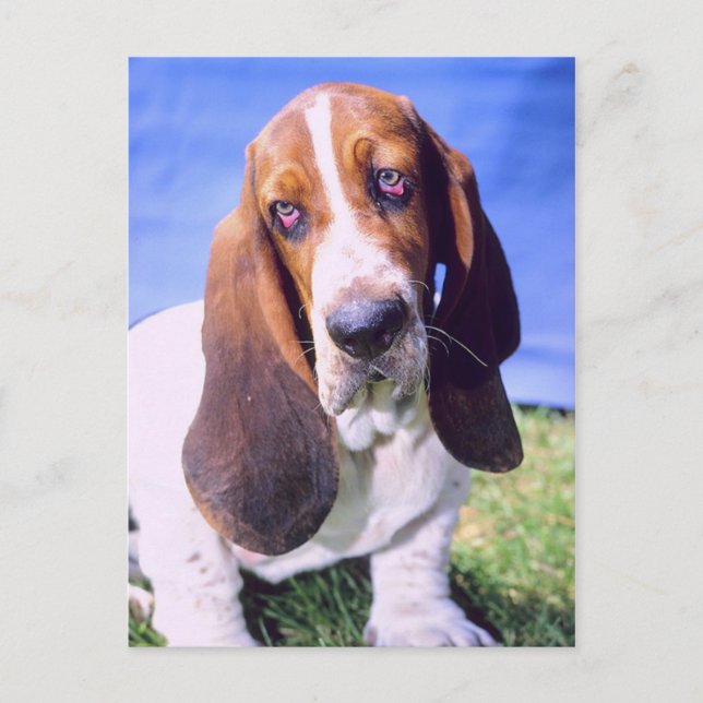 Personalised- Postcard: Lonely Basset Hound Postcard (Front)