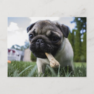 Personalised Pug Dog Photo and Name Postcard