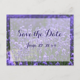 Personalised Purple Lavender Save The Dates Announcement Postcard