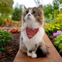 Personalised Red Paisley Cowboy Cat