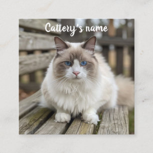 Personalised Square Business Card For Cattery