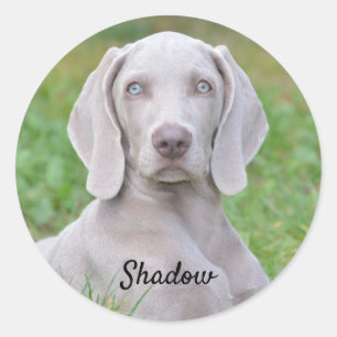 Personalised Weimaraner Puppy Dog  Classic Round Sticker