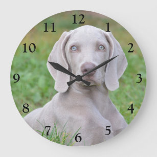 Personalised Weimaraner Puppy Dog Large Clock