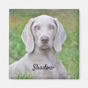 Personalised Weimaraner Puppy Dog Magnet
