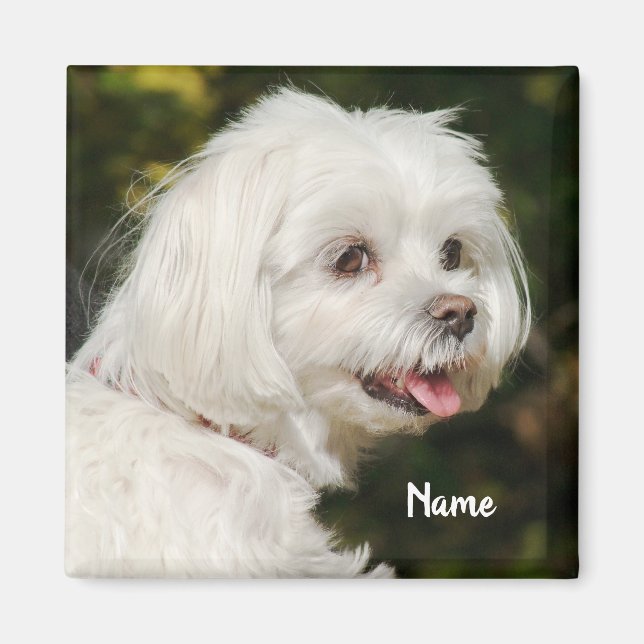Personalised White Maltese Puppy Dog Magnet (Front)