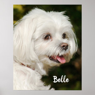 Personalised White Maltese Puppy Dog Poster