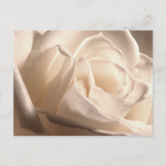 Personalised White Rose Save The Dates Announcement Postcard