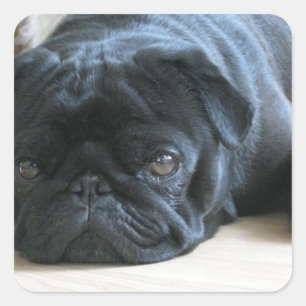 Personalize cute black Pug Puppy accessories name Square Sticker