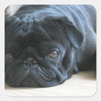 Personalize cute black Pug Puppy accessories name Square Sticker