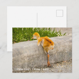 Personalize cute chick "I know I can. I know I can Postcard