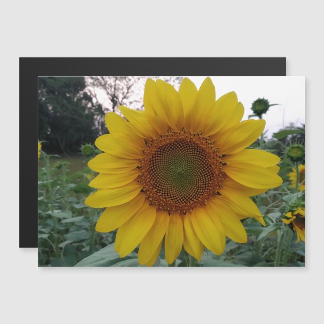 Personalized Image Magnetic Business Display Card (Front/Back)