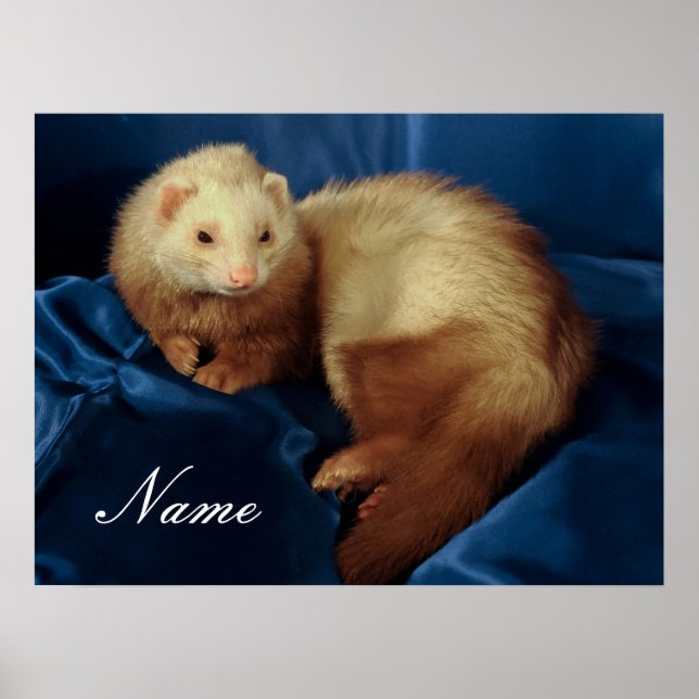 Personalized Pet Ferret Poster (Front)