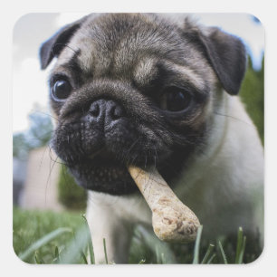 Personalized Pug Dog Photo and Name  Square Sticker