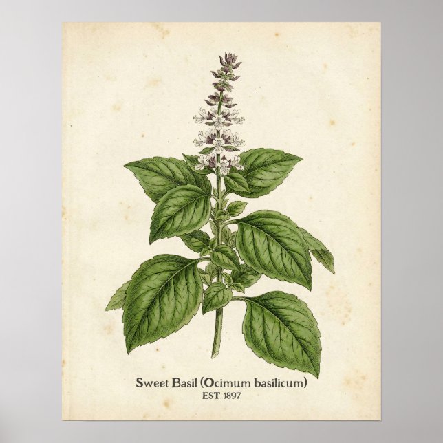 Personalized Vintage Basil Herb Botanical Kitchen  Poster (Front)