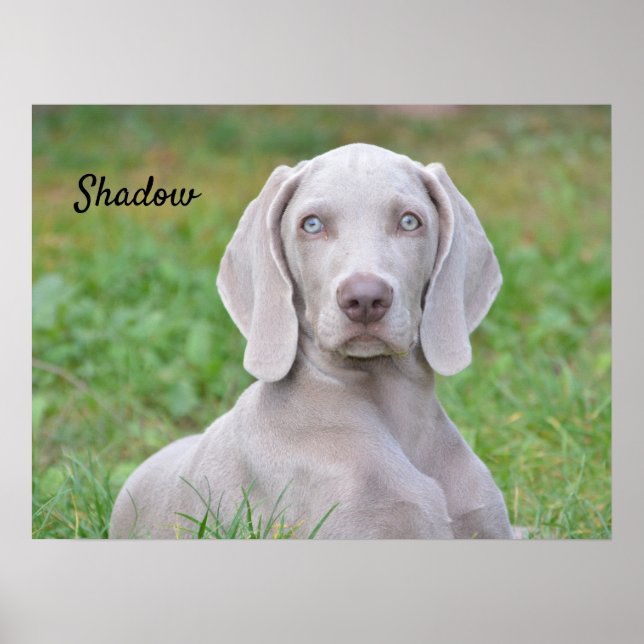 Personalized Weimaraner Puppy Dog Poster (Front)