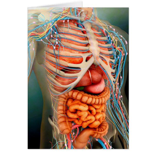 Perspective View Of Human Body, Whole Organs (Front)