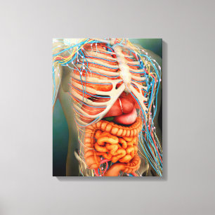 Perspective View Of Human Body, Whole Organs Canvas Print