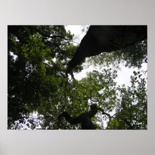 Perspective - Woodland Photo Poster