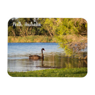 Perth Black Swan Australia Magnet