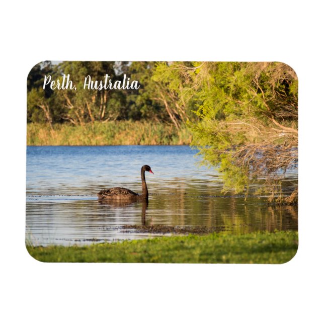 Perth Black Swan Australia Magnet (Horizontal)