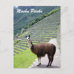 peru llama looks postcard
