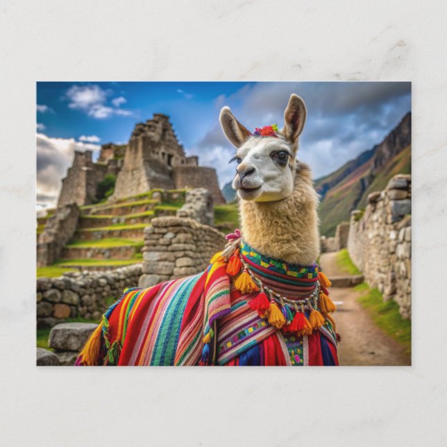 Peru Llama Postcard (Front)