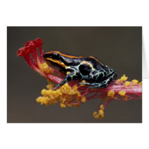 Peru, Peruvian Rain Forest. Poison Arrow Frog