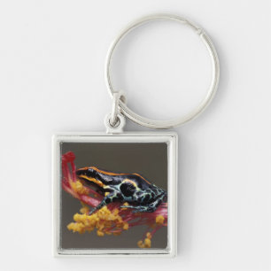 Peru, Peruvian Rain Forest. Poison Arrow Frog Key Ring