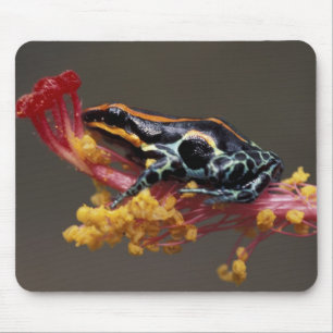 Peru, Peruvian Rain Forest. Poison Arrow Frog Mouse Mat