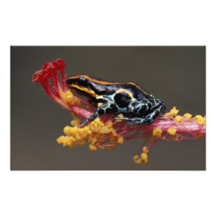 Peru, Peruvian Rain Forest. Poison Arrow Frog Photo Print