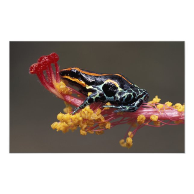 Peru, Peruvian Rain Forest. Poison Arrow Frog Photo Print (Front)
