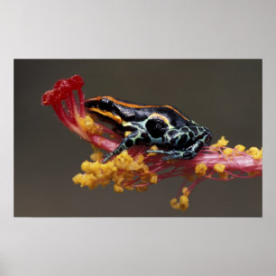 Peru, Peruvian Rain Forest. Poison Arrow Frog Poster