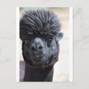 Peruvian Alpaca With Crazy Hair Postcard
