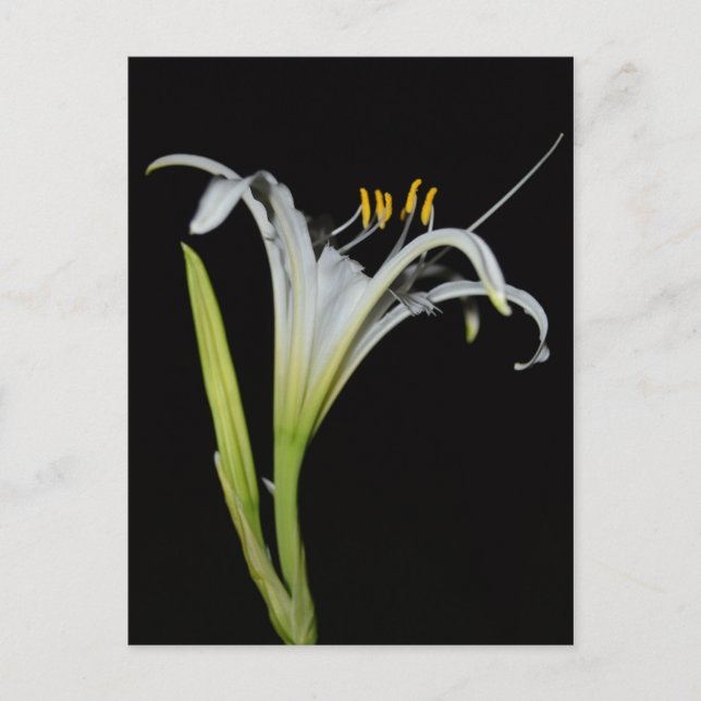 Peruvian Daffodil Postcard (Front)
