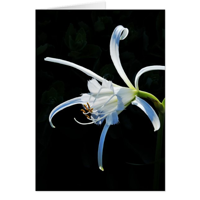 Peruvian Daffodil White Ribbons (Front)