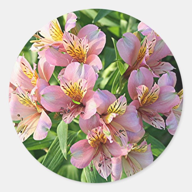 Peruvian lily (alstroemeria) flowers in bloom classic round sticker (Front)