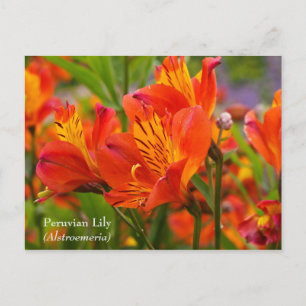Peruvian Lily (Alstroemeria) Postcard