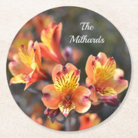 Peruvian Lily Flowers at RHS Garden Monogram