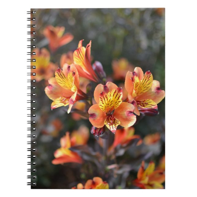 Peruvian Lily Flowers at RHS Garden Wisley Notebook (Front)